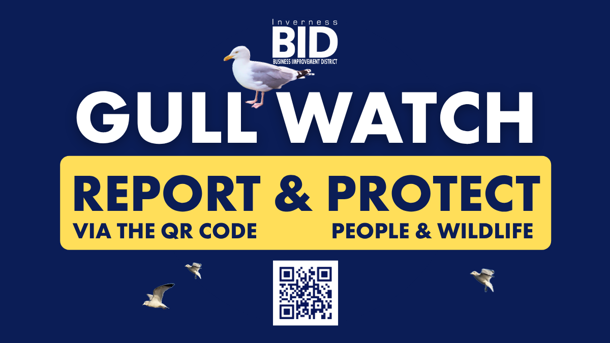 Inverness BID Launches ‘GULL WATCH’ Campaign to Strengthen Incident Reporting